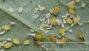 Aphid - fotografie hmyzu na listu okurek