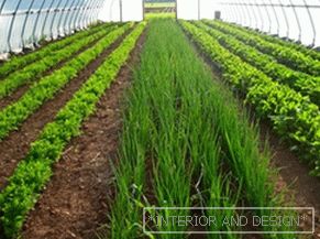 Jak pěstovat zeleninu ve skleníku